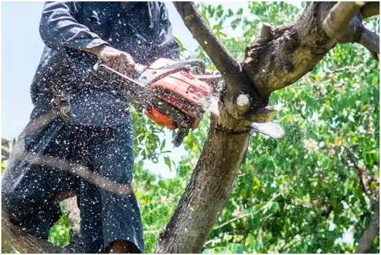 tree services West Sharyland